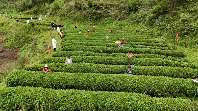 图为游客、村民参加采茶比赛，体验采摘乐趣。吴剑摄