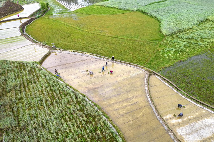 村民在水稻秧田裡移栽水稻秧苗。