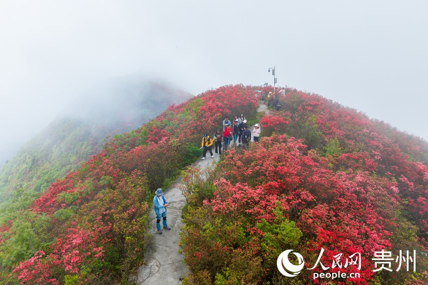 游客在杜鹃花丛中游玩赏花。人民网记者 涂敏摄