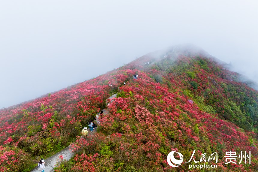 航拍龍泉山上盛開的杜鵑花。人民網記者 涂敏攝