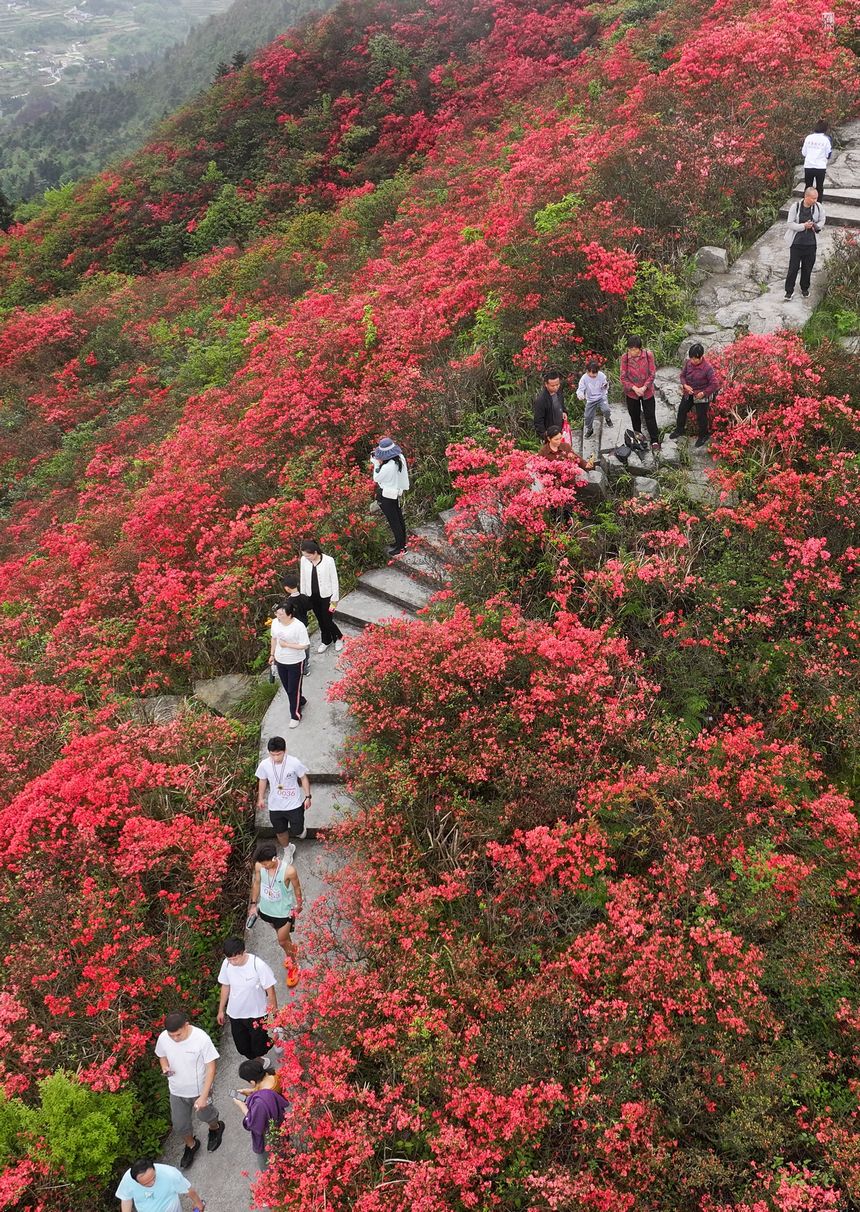 游客在杜鵑花叢中游玩賞花。文興貴攝
