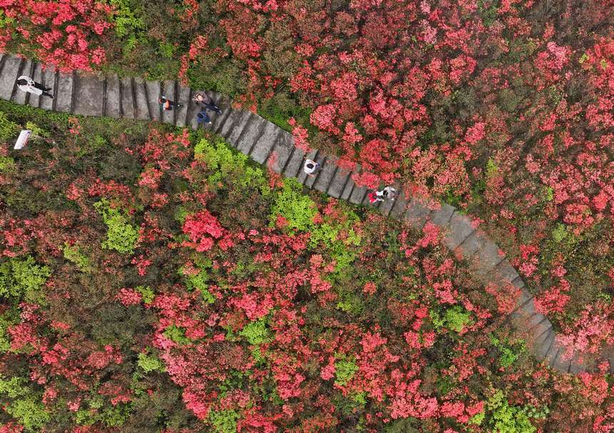 游客在杜鹃花丛中游玩赏花。文兴贵摄