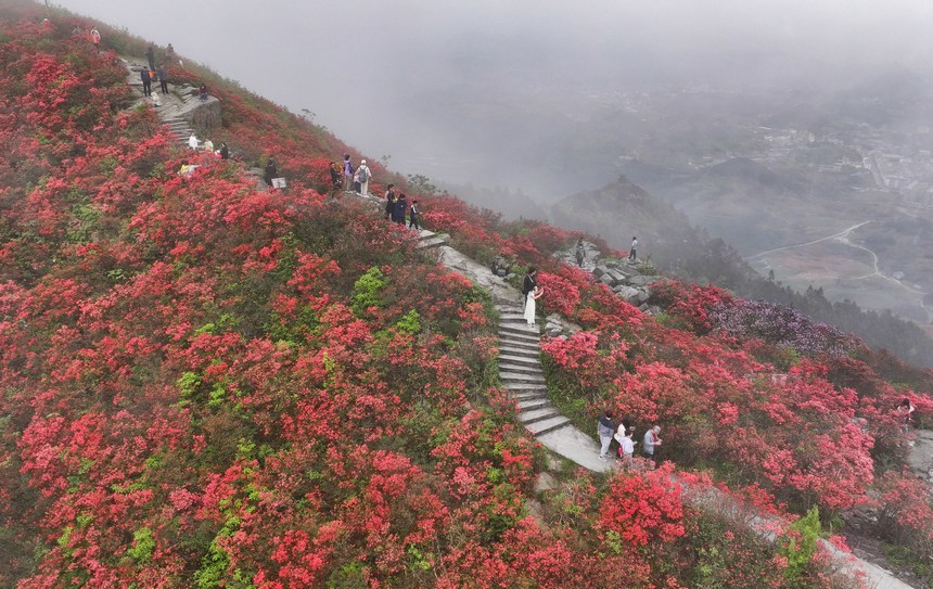 游客在杜鵑花叢中游玩賞花。文興貴攝