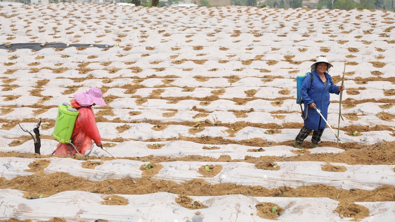 4月24日，大方县理化乡长春村烤烟种植基地烟农在进行灌根作业。周训贵摄