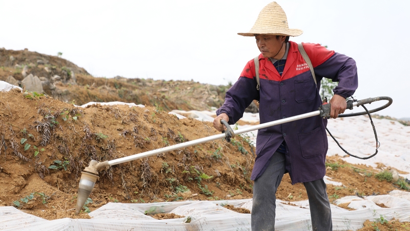 4月24日，大方縣理化鄉長春村烤煙種植基地煙農在進行打窩作業。周訓貴攝