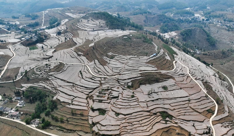 4月24日，大方縣理化鄉長春村烤煙種植基地航拍。周訓貴攝