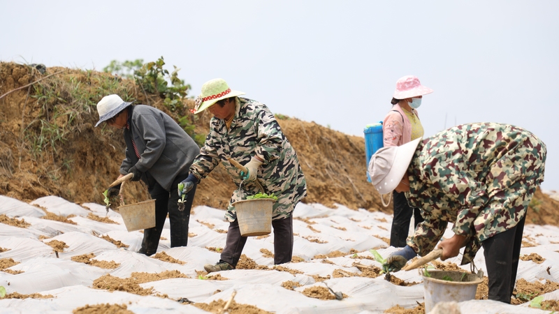 4月24日，大方縣理化鄉長春村烤煙種植基地煙農在進行煙苗移栽。周訓貴攝