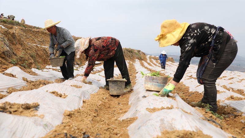 4月24日，大方縣理化鄉長春村烤煙種植基地煙農在進行煙苗移栽。周訓貴攝