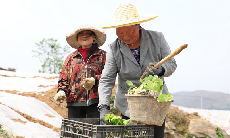 4月24日，大方縣理化鄉長春村烤煙種植基地煙農在進行取苗。周訓貴攝
