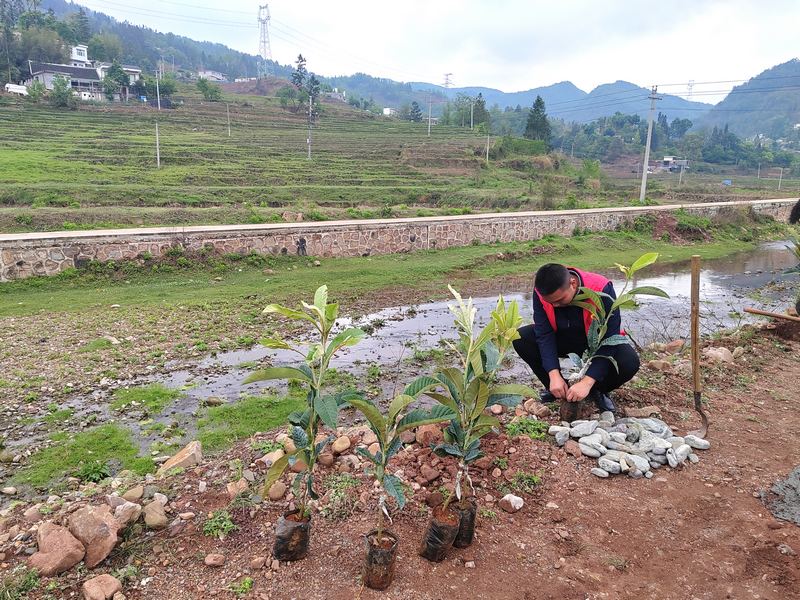 2024年4月24日，纳雍县左鸠戛乡拖歪村，志愿者在种植五星枇杷。杨永摄