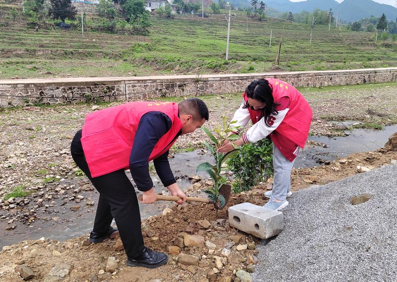 2024年4月24日，纳雍县左鸠戛乡拖歪村，志愿者在种植五星枇杷。杨永摄