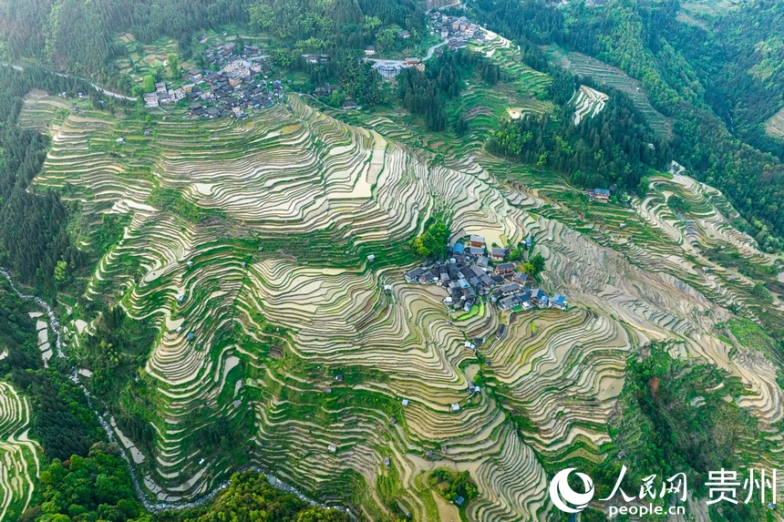  Aerial photograph of Jiabang terraces in Congjiang County, Guizhou Province. Photographed by Yang Qian on people.com.cn