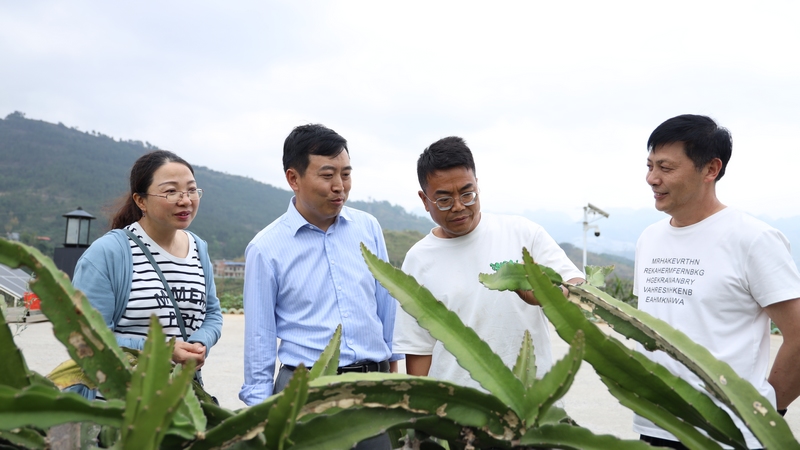 王彬给种植户讲解火龙果防控管护知识