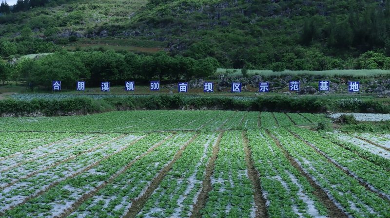 農場蔬菜種植基地。孫磊攝