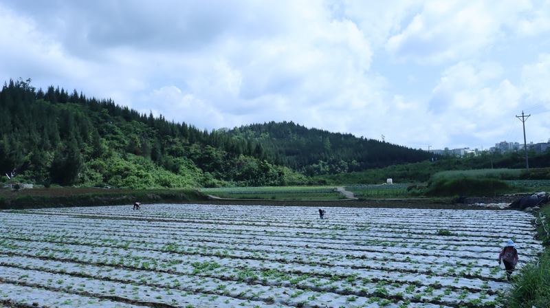農場蔬菜種植基地。孫磊攝