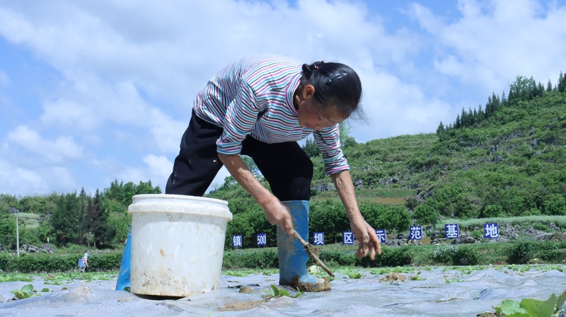 正在農場勞作的群眾。孫磊攝