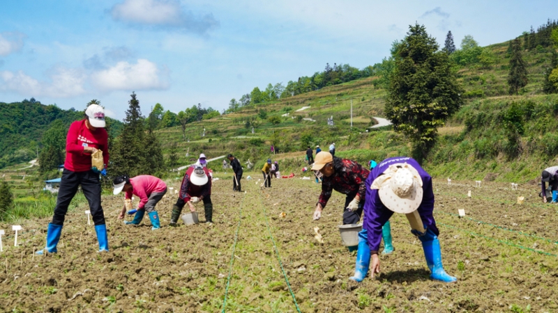 基地里技术专家正在指导大家进行花生种植