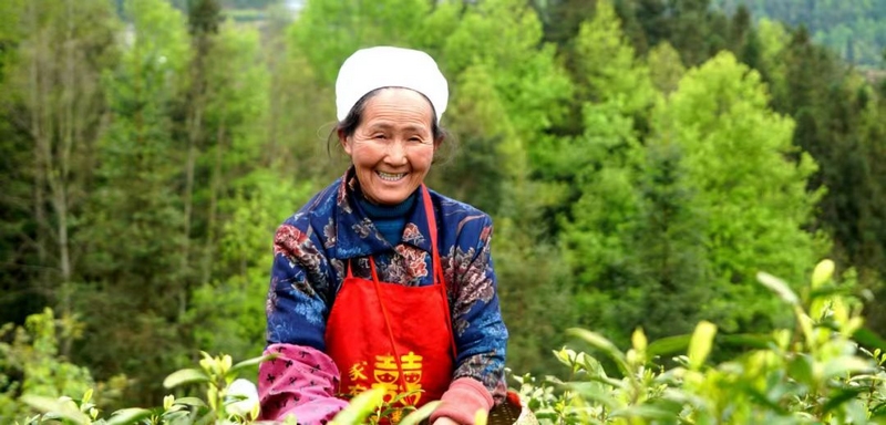 茶农的脸上洋溢着幸福笑容