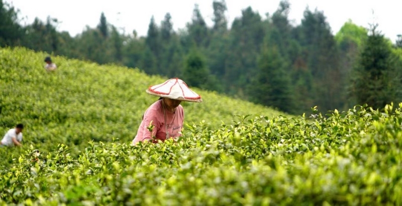 茶農們正在茶園裡採茶