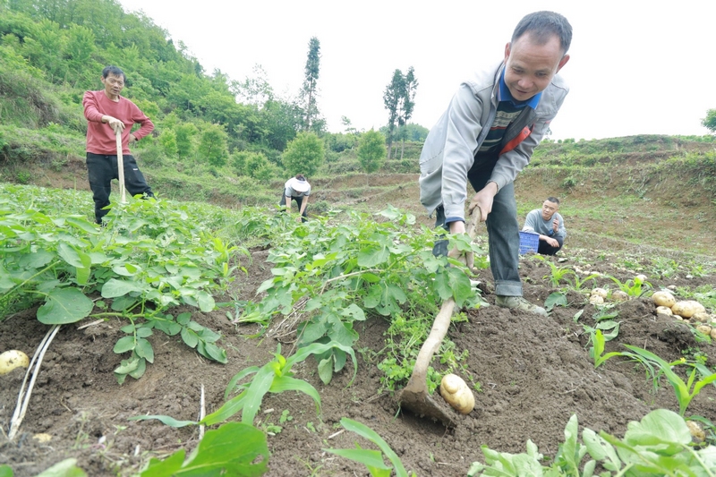 (5)农户采收马铃薯