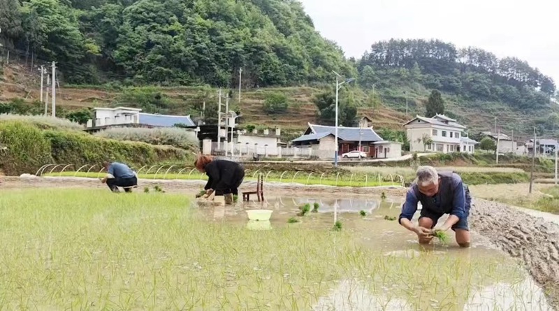 图为：一分耕耘，一分收获