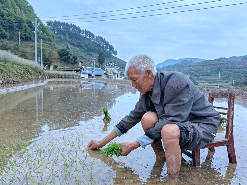圖為：村民正在種植水稻中