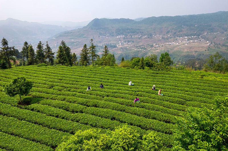 2024年4月28日，贵州省黔西市中坪镇飞蛾村生态茶园，村民抢采春茶。