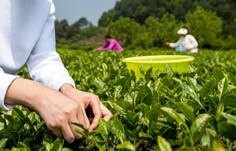2024年4月28日，贵州省黔西市中坪镇飞蛾村生态茶园，村民抢采春茶。
