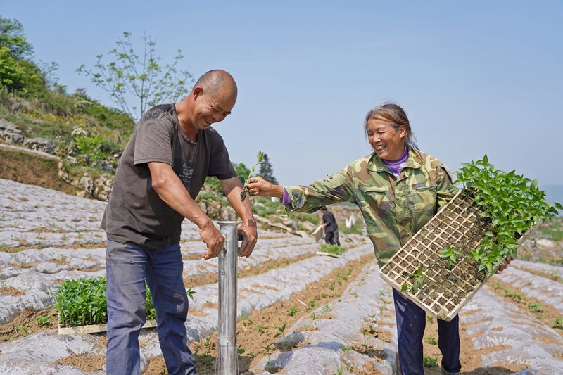 2024年4月28日，贵州省毕节市纳雍县龙场镇跑马社区，村民在移栽辣椒。  杨 英 摄
