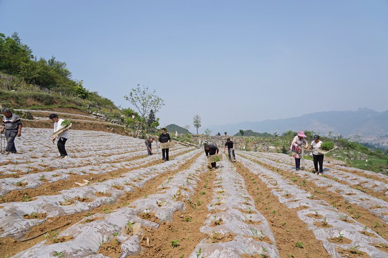 2024年4月28日，贵州省毕节市纳雍县龙场镇跑马社区，村民在移栽辣椒。 杨英 摄