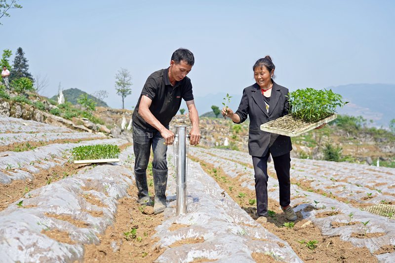 2024年4月28日，贵州省毕节市纳雍县龙场镇跑马社区，村民在移栽辣椒。 杨 英 摄