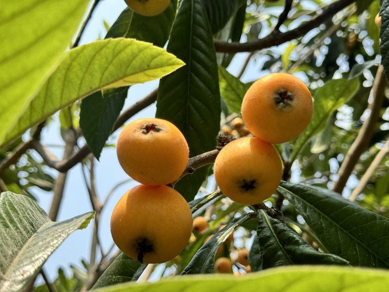 果实饱满的枇杷  胡凤至  摄