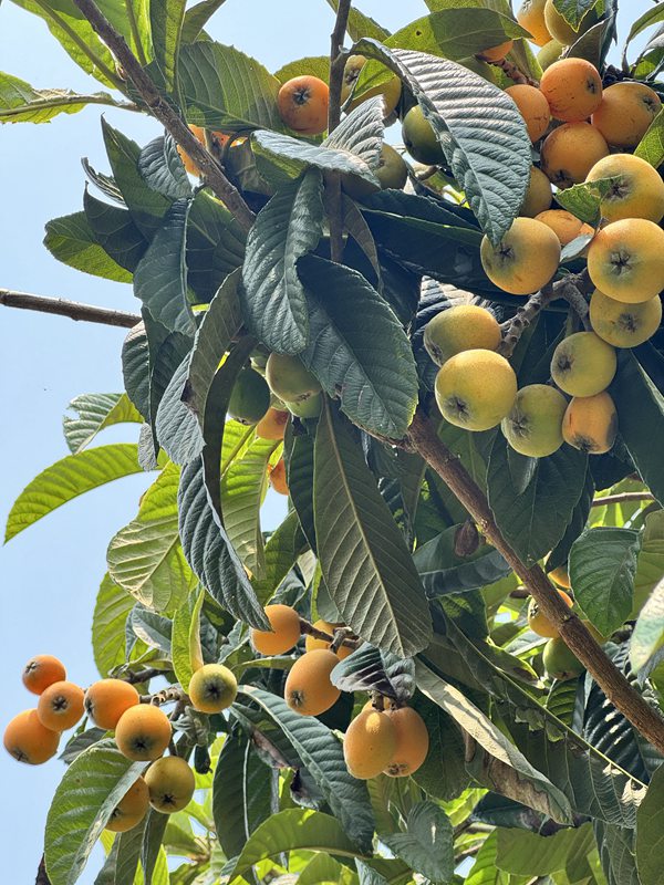 果园里的枇杷树上挂满了金黄色的果实  胡凤至  摄 (2)
