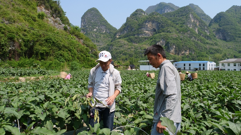 罗甸：早春蔬菜大批量上市(图3)