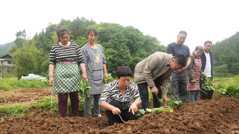 ”揭榜挂帥“團隊正在講解”雙高“紅薯移栽的注意事項（謝大龍攝）