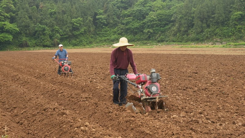 邵家橋先鋒村”雙高“紅薯種植基地務工群眾正在開展起壟作業（謝大龍攝）