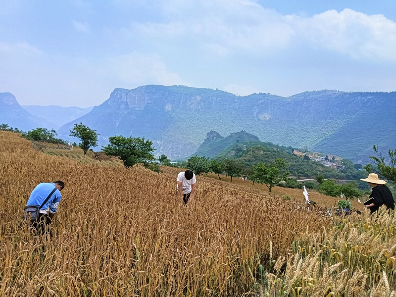 2024年4月30日長石鎮楊柳社區農戶正在收割小麥（三）李應 攝