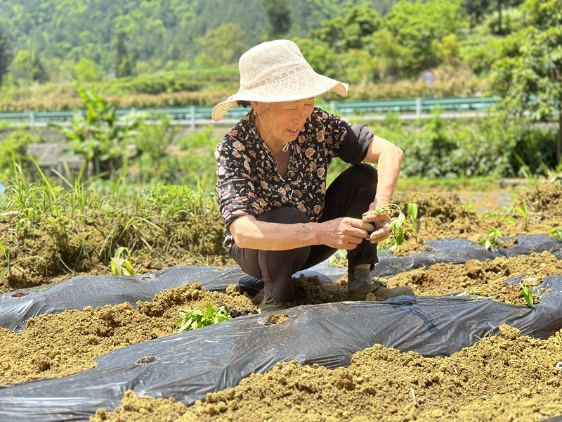 群众将领取到的辣椒苗进行移栽。