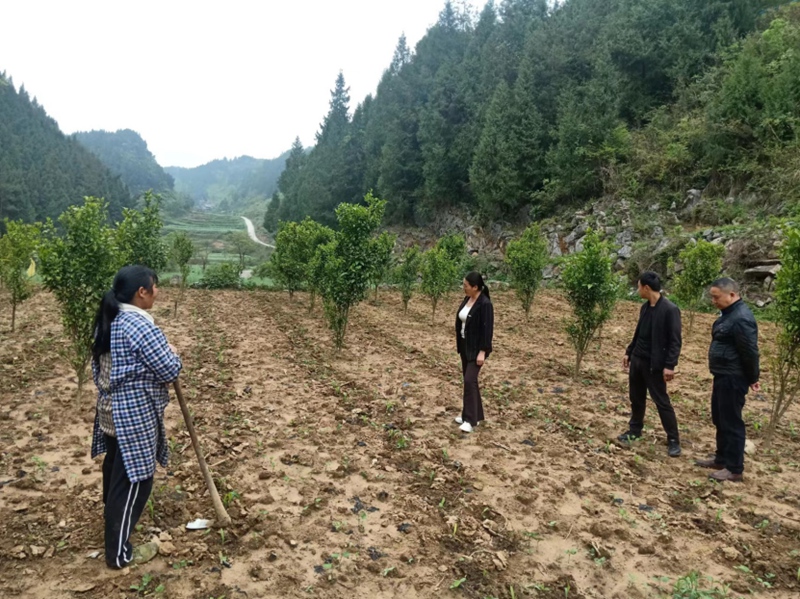 工作人员走入田间地头积极开展禁种铲毒踏查宣传活动