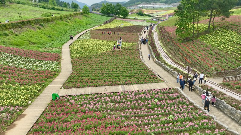 金魚草花海大景 李潔 攝(1).jpg