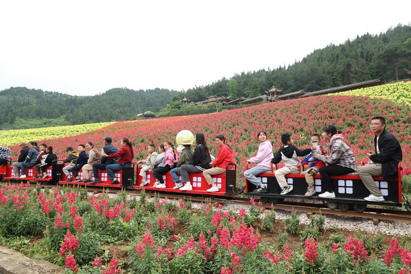 游客乘坐觀光小火車游覽花海 熊俊 攝(3).JPG