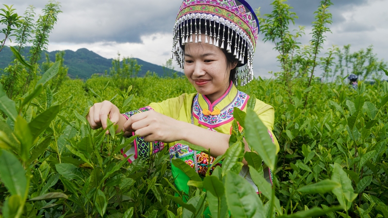 参赛茶农正在采摘茶叶