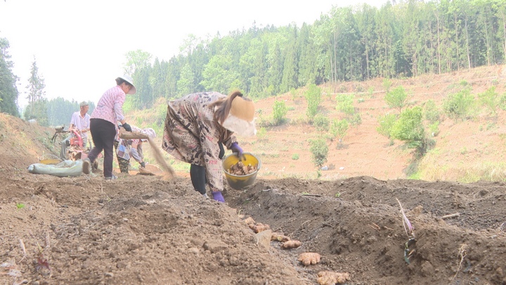 村民正在種植姜。