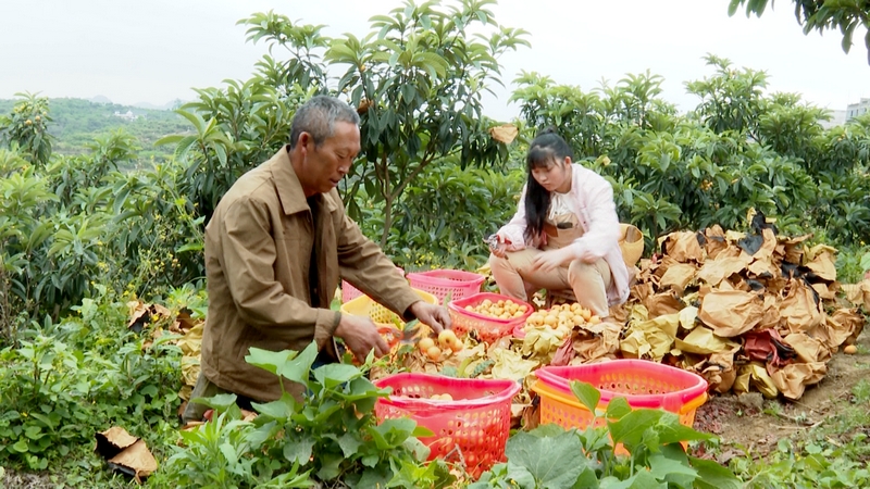 村民采摘枇杷。