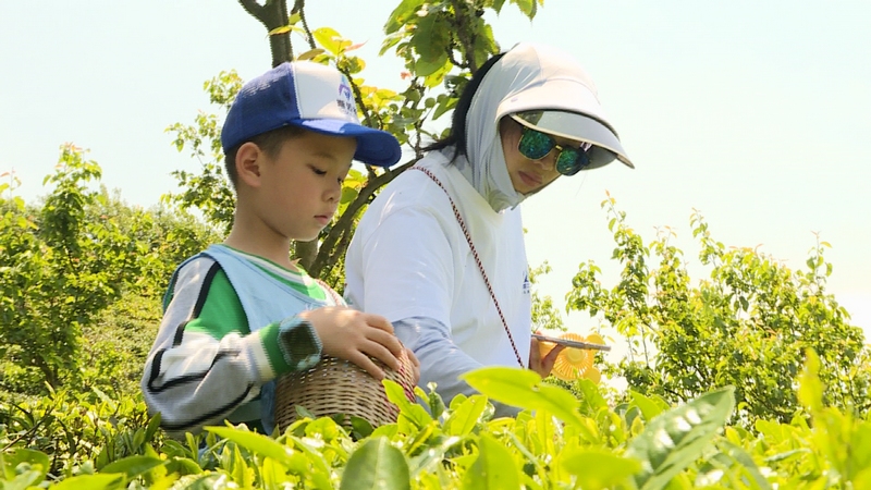 孩子体验采茶之乐1