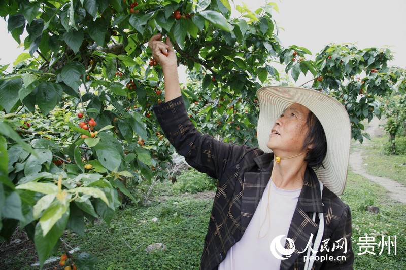 杨红珍在果园里采摘樱桃。人民网 龙章榆摄