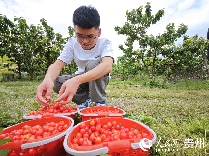 贵州海子村：“采摘经济”助农“甜蜜增收”