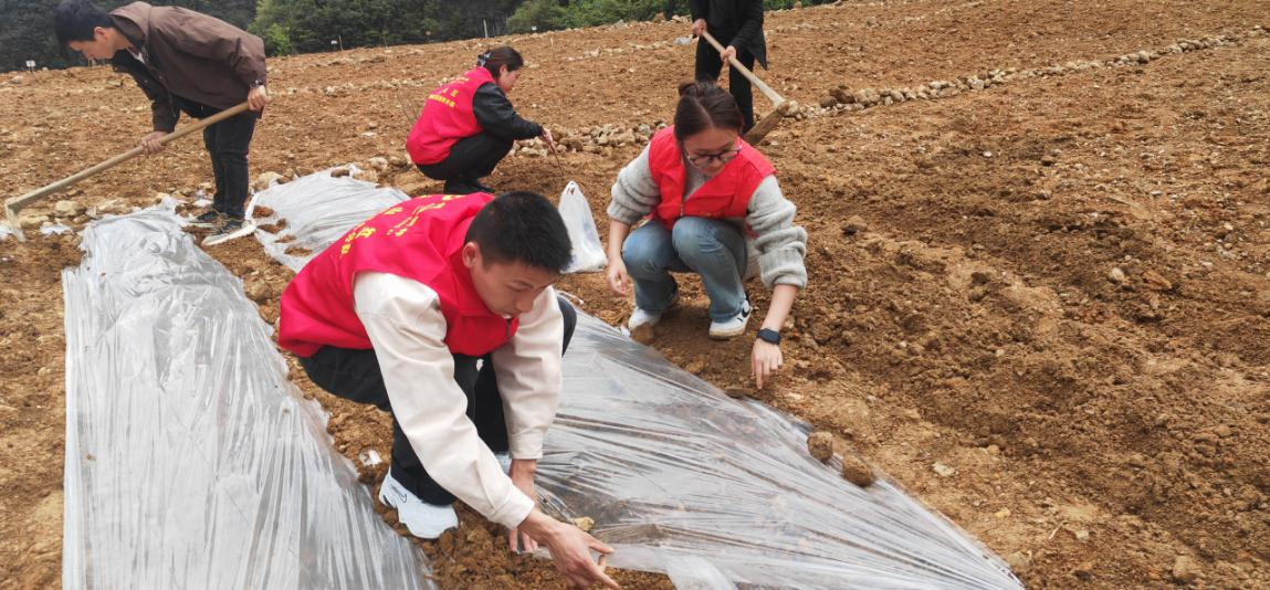 驻村干部为搬迁群众菜园地翻犁、盖膜。