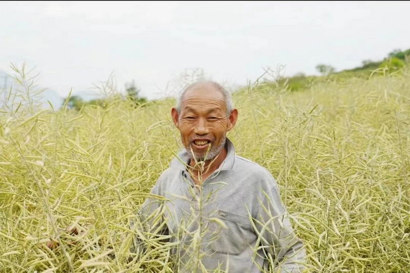 成片成片的油菜金黄金黄的