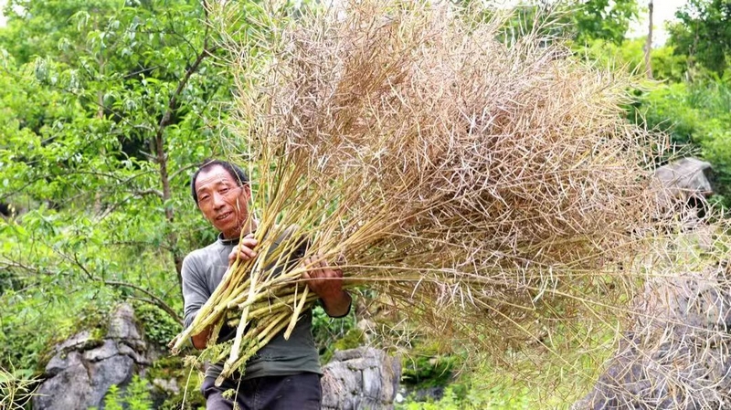 农户正忙着收割油菜